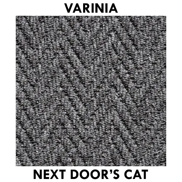 Next Door's Cat.webp