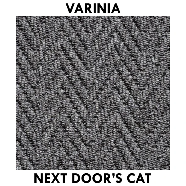 Next Door's Cat.webp